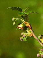MSA RIBES NIGRUM 50 ML - farmacialombardia.it