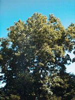 MSA FRAXINUS EXCELSIOR 50 ML - farmacialombardia.it
