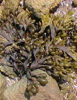 TSA FUCUS VESICULOSUS 50 ML - farmacialombardia.it