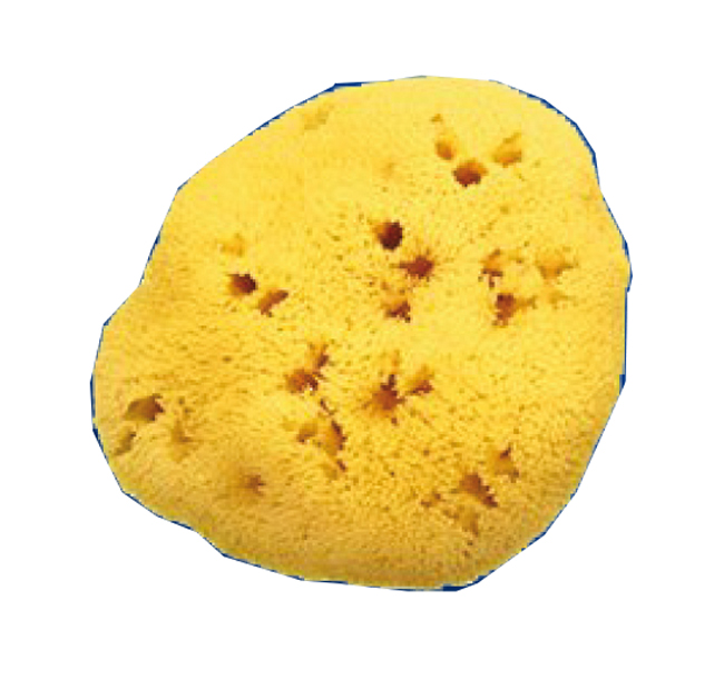 SPUGNA NATURALE FORI L 12/13CM 9 - farmacialombardia.it